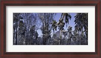 Framed Snow Trees