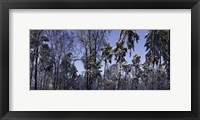 Framed Snow Trees