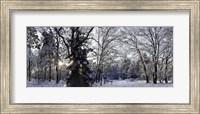 Framed Falling Snow