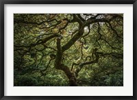 Framed Maple Tree