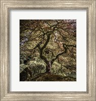 Framed Maple Tree 2