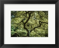 Framed Maple Tree 3