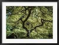 Framed Maple Tree 3