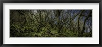 Framed Mossy Forest Panorama