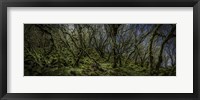 Framed Mossy Forest Panorama