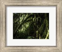 Framed Mossy Tempered Forest