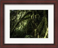 Framed Mossy Tempered Forest