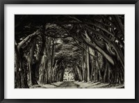 Framed Cypress Trees Sepia