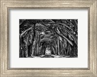 Framed Cypress Trees Black & White