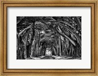Framed Cypress Trees Black & White