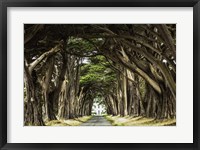 Framed Cypress Trees