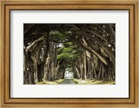 Framed Cypress Trees