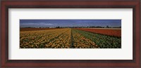 Framed Tulip Field