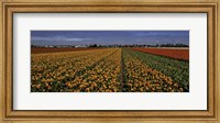 Framed Tulip Field Crop