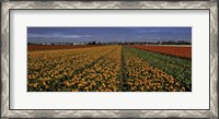 Framed Tulip Field Crop