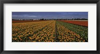 Framed Tulip Field Crop