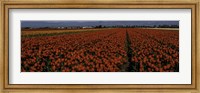 Framed Tulip Field 2 Crop