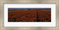 Framed Tulip Field 2 Crop