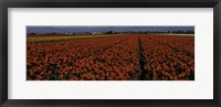 Framed Tulip Field 2 Crop