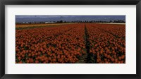 Framed Tulip Field 2 Crop 2