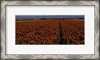 Framed Tulip Field 2 Crop 2