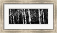 Framed Birch Trees Black & White