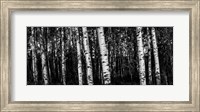 Framed Birch Trees Black & White