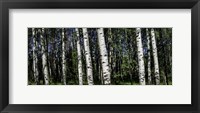 Framed Birch Trees