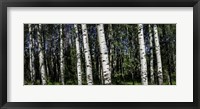 Framed Birch Trees