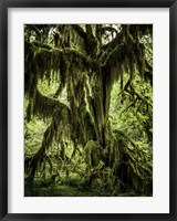 Framed Mossy Tree