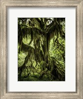Framed Mossy Tree