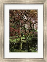 Framed Japanese Garden Tree