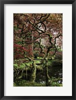 Framed Japanese Garden Tree