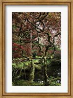 Framed Japanese Garden Tree