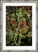Framed Japanese Garden Tree 2
