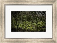 Framed Mossy Forest