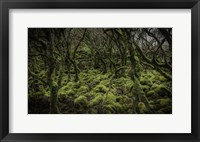 Framed Mossy Forest