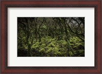 Framed Mossy Forest