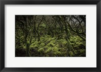 Framed Mossy Forest