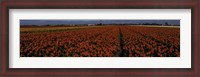 Framed Tulip Field 2