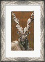 Framed Mighty Markhor