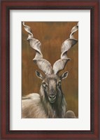 Framed Mighty Markhor