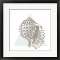 Framed 'Conchology Sketches III' border=