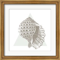 Framed Conchology Sketches III