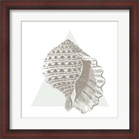 Framed Conchology Sketches III