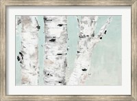 Framed Birch Tree Close Up