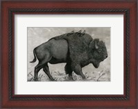 Framed Basking Buffalo