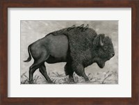 Framed Basking Buffalo