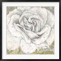 Framed White Rose Blossom Square