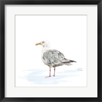Birds of the Coast on White VI Framed Print